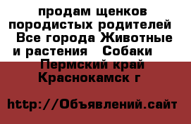 продам щенков породистых родителей - Все города Животные и растения » Собаки   . Пермский край,Краснокамск г.